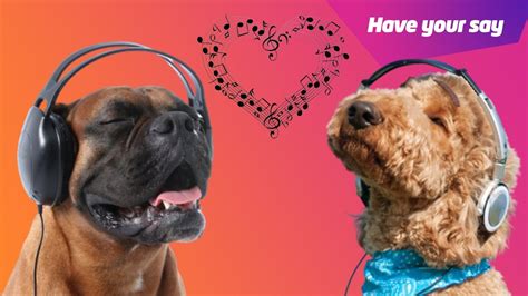 Do Dogs Listen to Music, and Can They Tell the Difference Between Beethoven and Beyoncé?